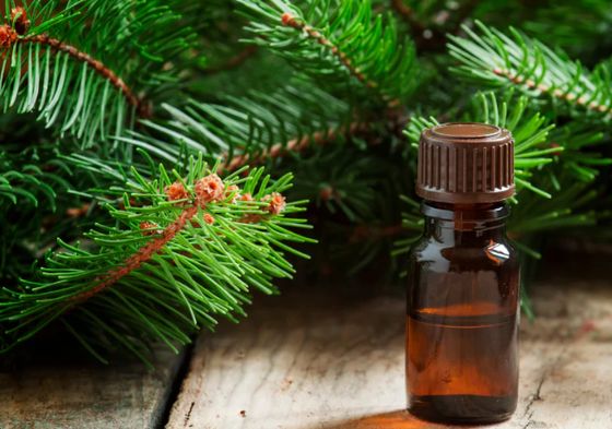 Natural Edible Fir Needles Essential Oil for Food & Beverage with Boreal Forest Flavor